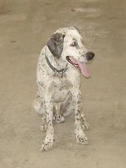 boyd%20duke%20sitting.jpg
