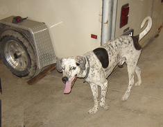 boyd%20duke%20walking.jpg